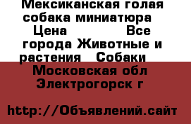 Мексиканская голая собака миниатюра › Цена ­ 53 000 - Все города Животные и растения » Собаки   . Московская обл.,Электрогорск г.